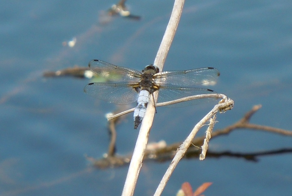 Libellula fulva, maschio